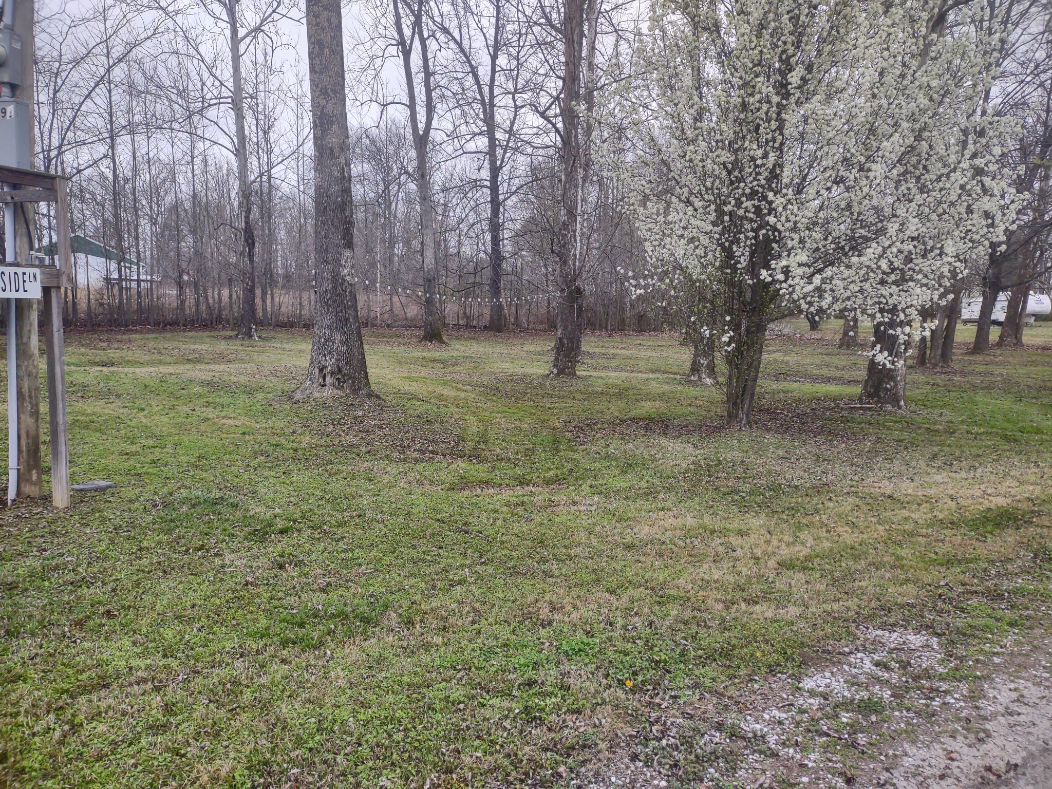59 Lakeside Lane Decaturville, TN 38329 - Photo 8 of 18 a view of a yard with a tree