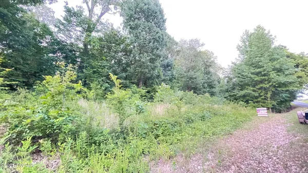 a view of a lush green forest