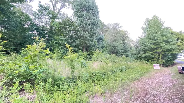 a view of a lush green forest