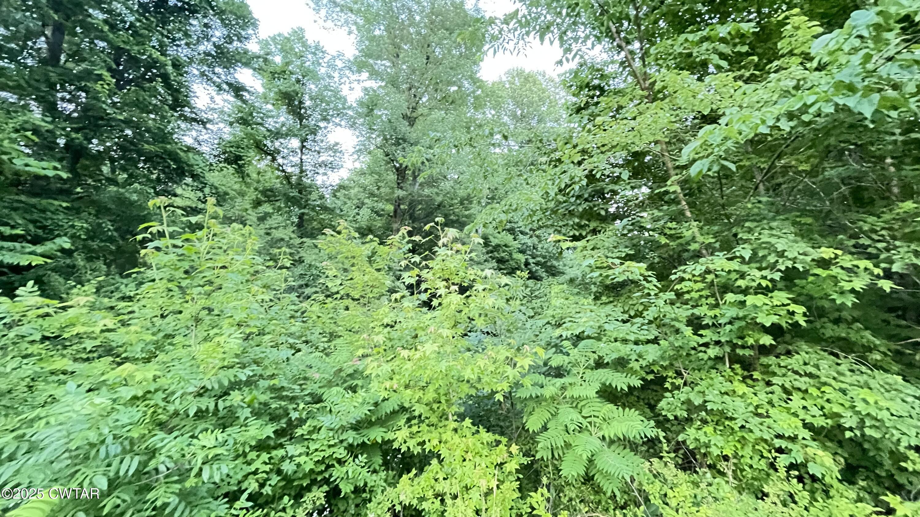 0 Oliver Chapel Road Bradford, TN 38316 - Photo 2 of 5 a view of a lush green forest