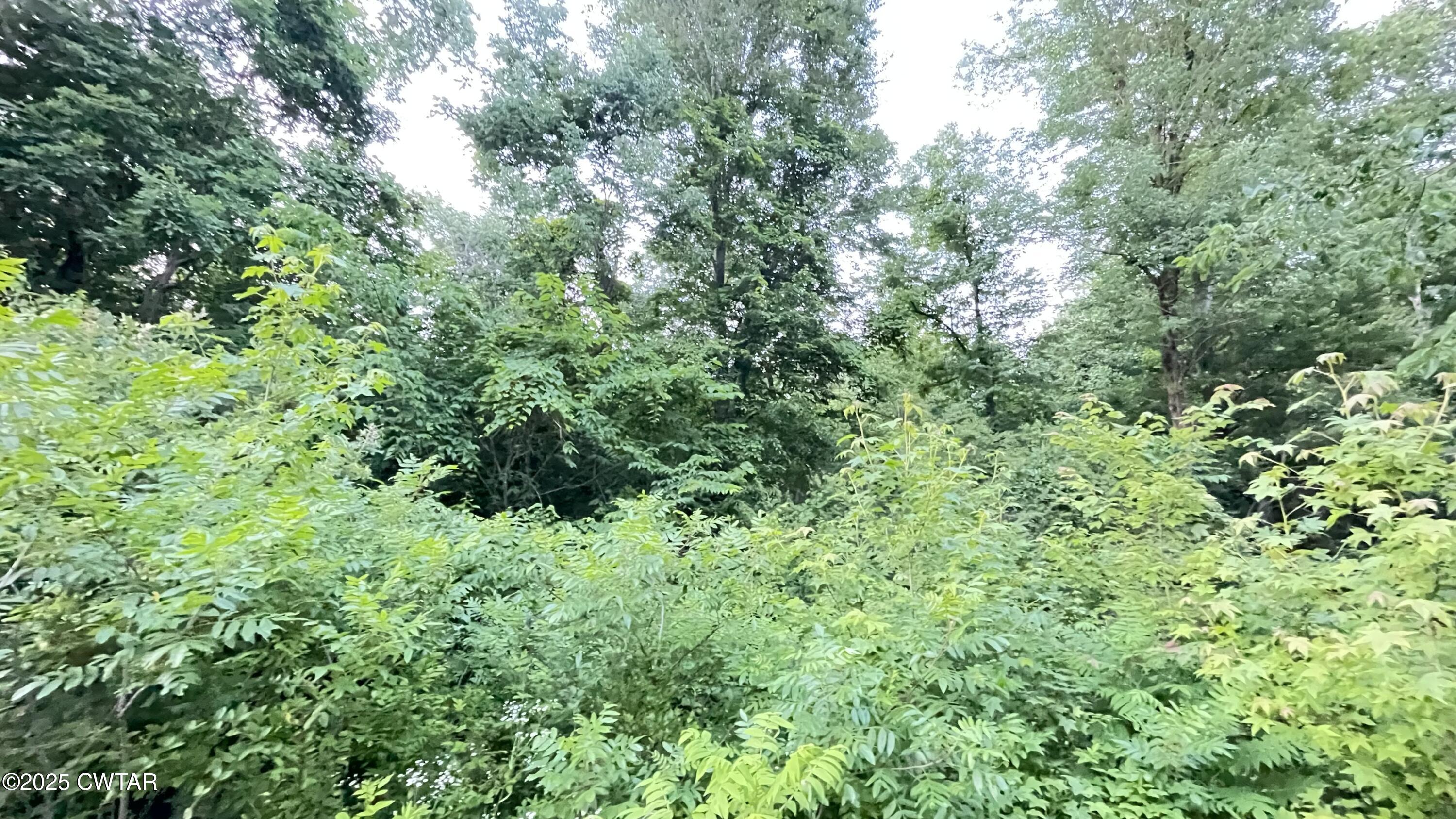 0 Oliver Chapel Road Bradford, TN 38316 - Photo 3 of 5 a view of a lush green forest