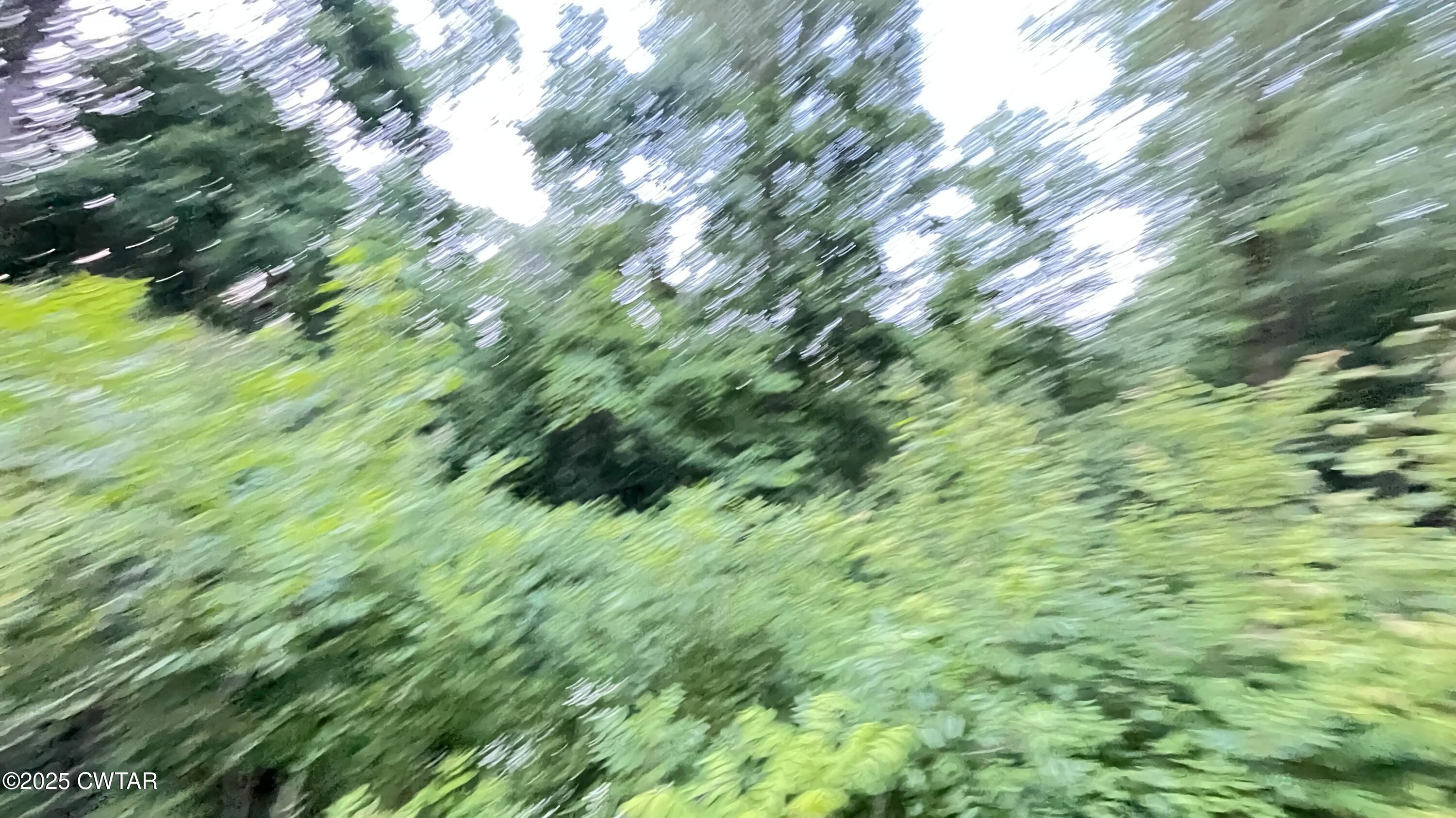 0 Oliver Chapel Road Bradford, TN 38316 - Photo 4 of 5 a view of a lush green forest