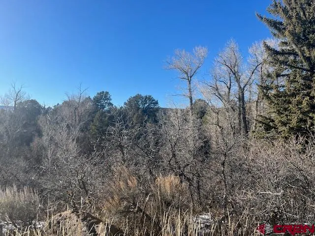 a view of a yard with plants and trees