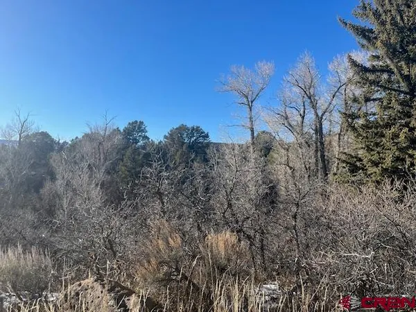 a view of a yard with plants and trees