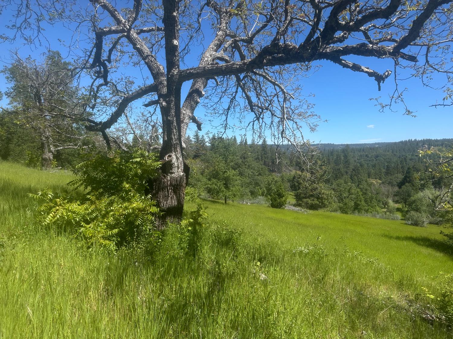 0 Schaefer Ranch Road Pioneer, CA 95666 - Photo 6 of 72