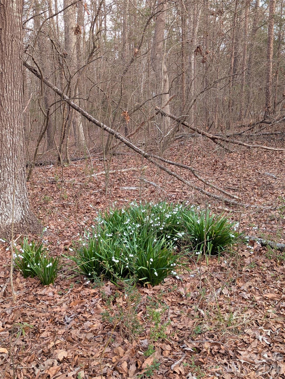 1555 Moss Creek Road York, SC 29745 - Photo 6 of 16