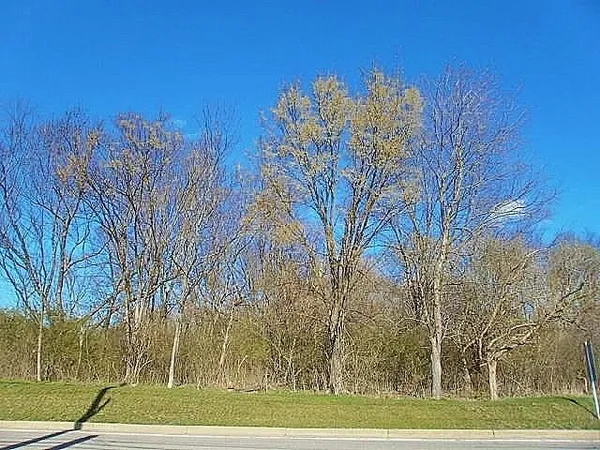 a view of a yard with an trees