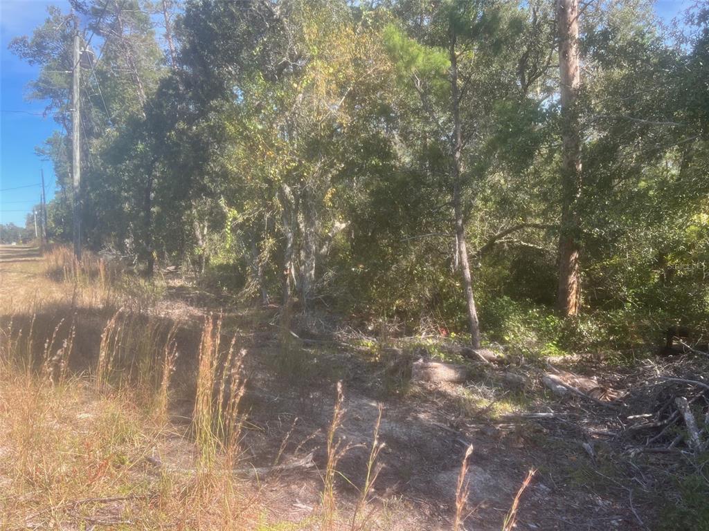 Bay Road Ocklawaha, FL 32179 - Photo 3 of 4 a close up of a tree