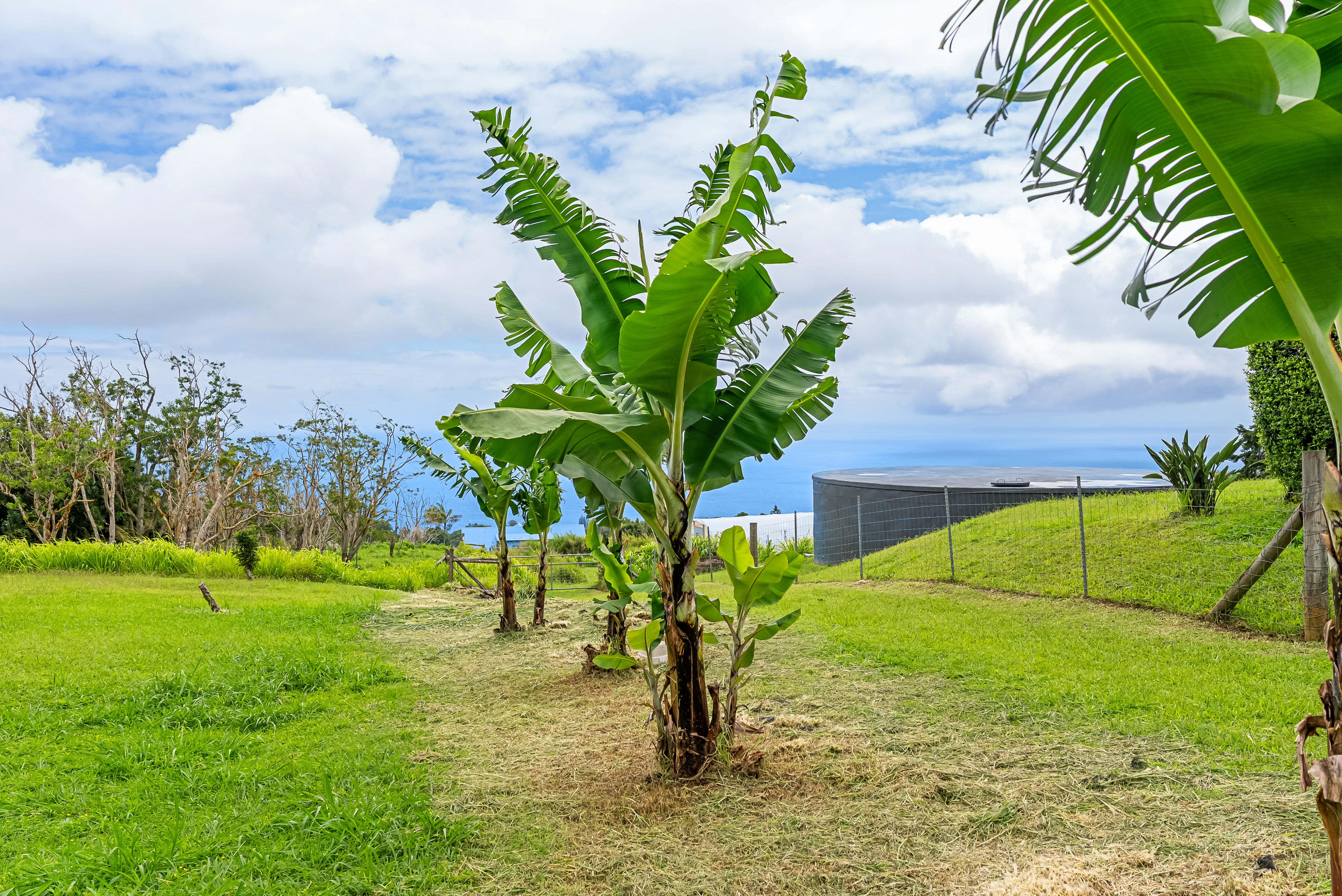 44-2554 Keahua Road Honokaa, HI 96727 - Photo 20 of 30