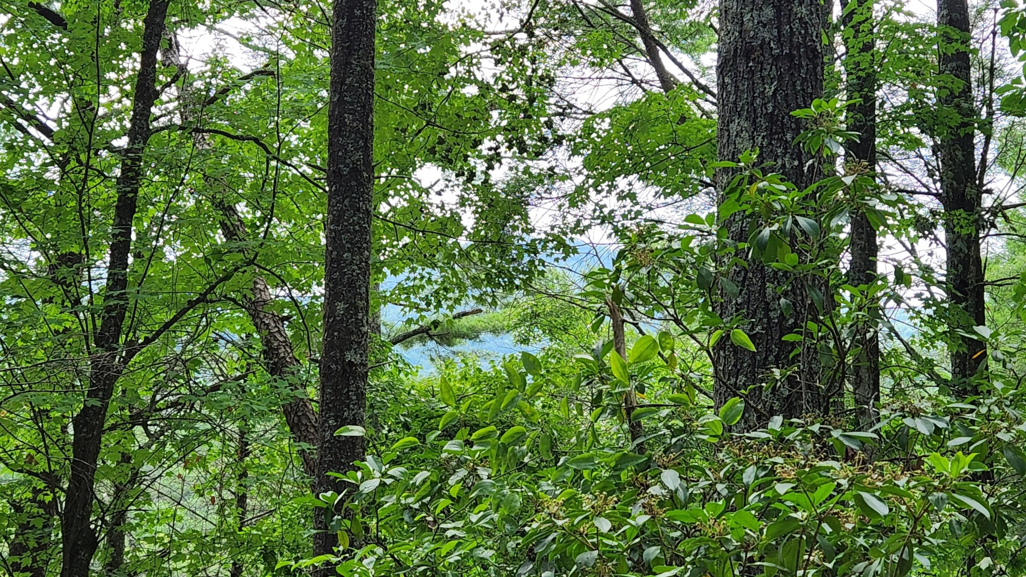 0 Tumbling Creek Road Copperhill, TN 37317 - Photo 36 of 62