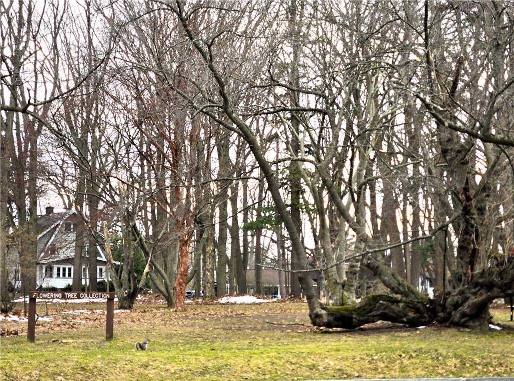163 Park Road Irondequoit, NY 14622 - Photo 18 of 23 Durand Eastman Park's Flowering Tree Collection ac