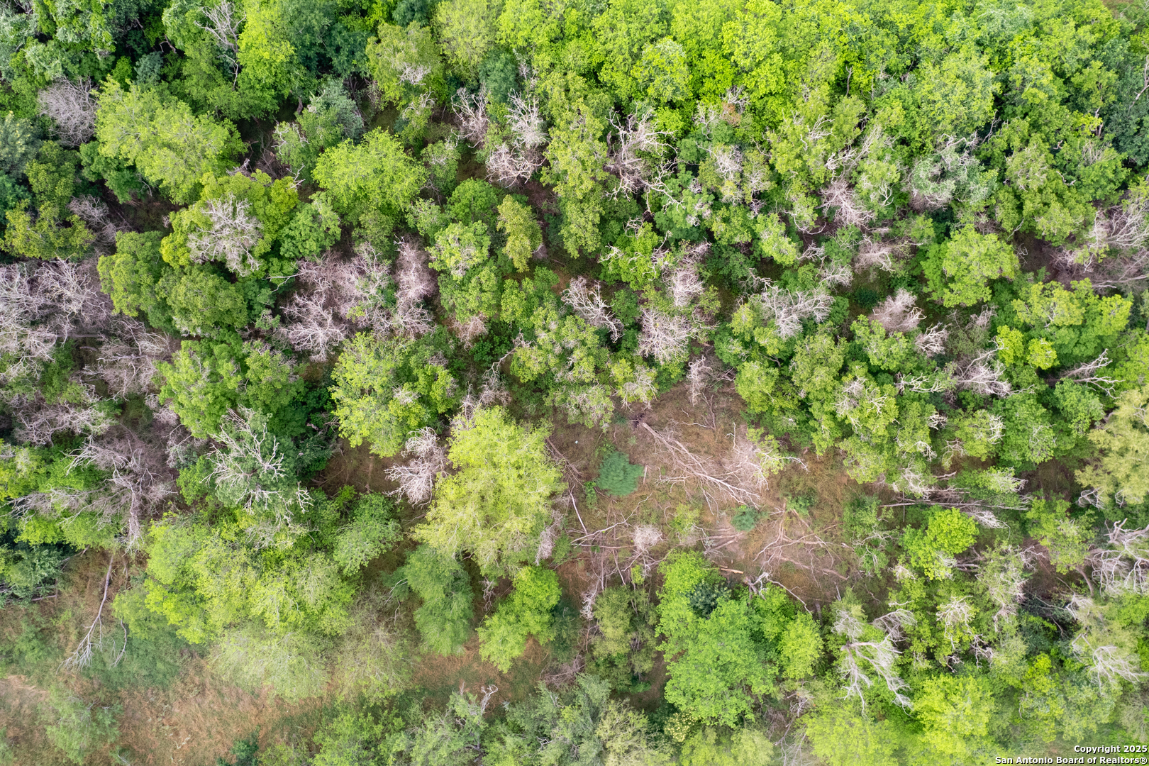 Tract 1 Shepherd Road Atascosa, TX 78002 - Photo 13 of 15 a backyard of a house with lots of plants