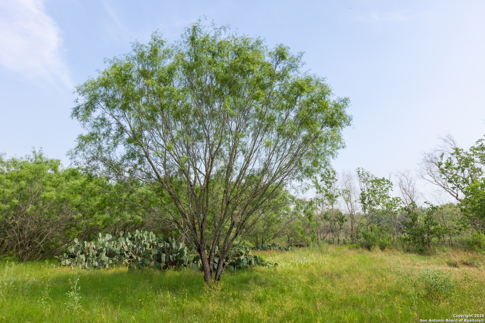 Tract 1 Shepherd Road Atascosa, TX 78002 - Photo 4 of 15