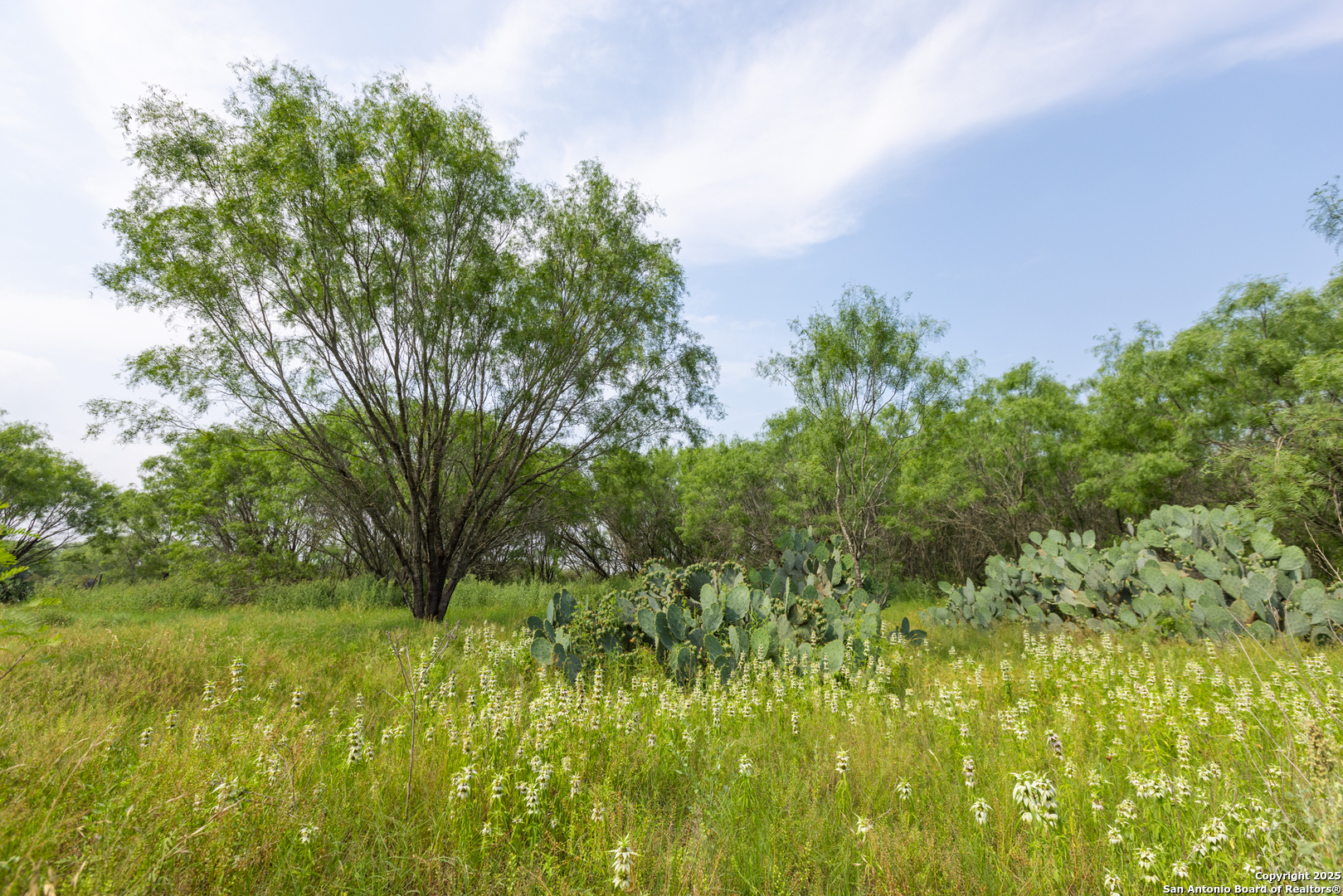 Tract 1 Shepherd Road Atascosa, TX 78002 - Photo 5 of 15 a view of a garden