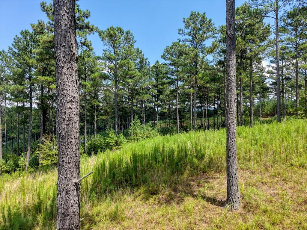 Lot 348 Loop Rise Blairsville, GA 30512 - Photo 18 of 30 Gallery Image 18