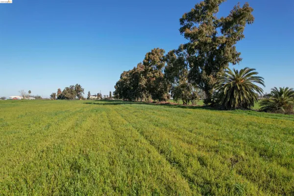 a view of yard with grass & palm trees