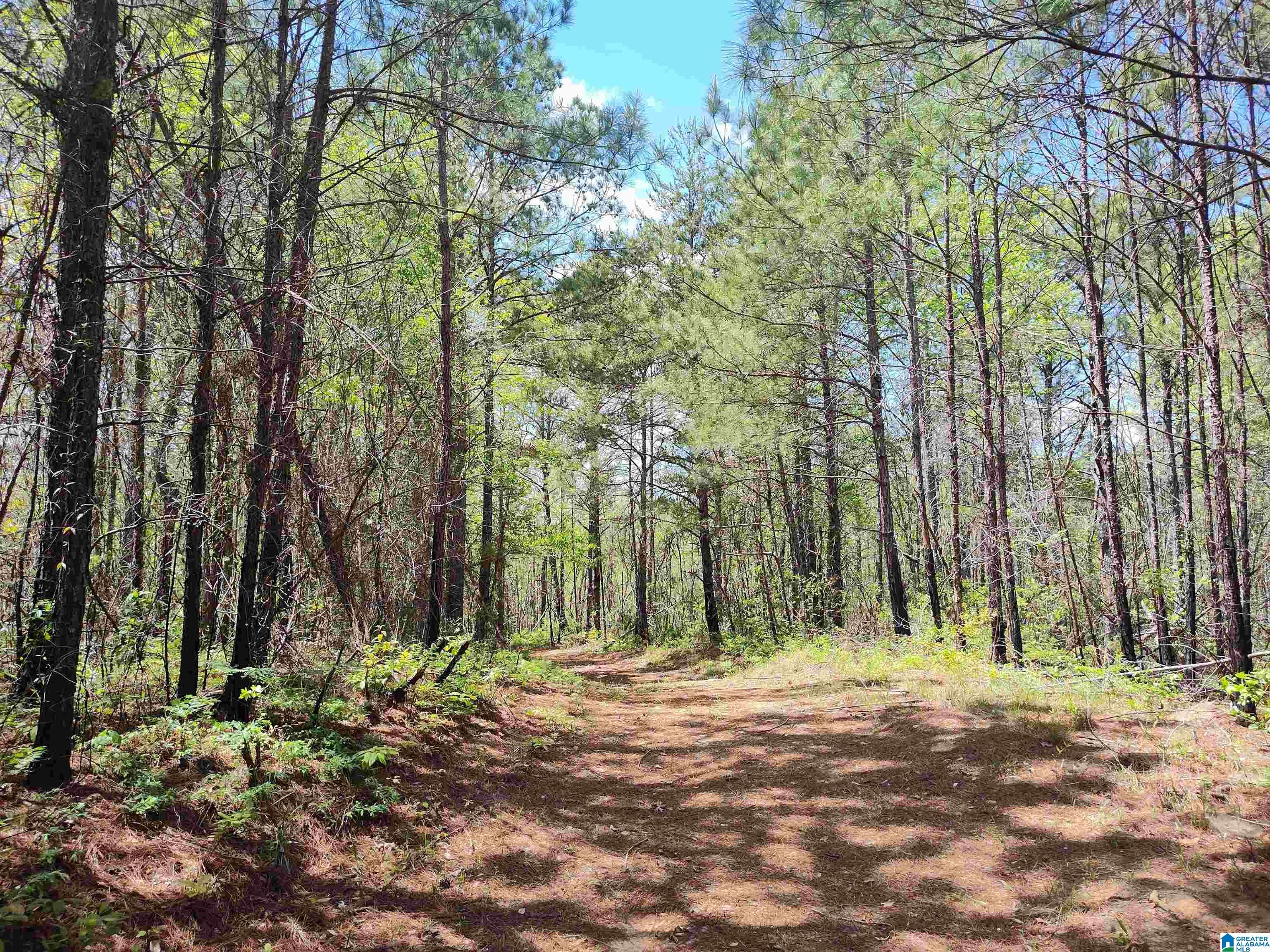 0 Little Tom Road Rockford, AL 35136 - Photo 4 of 8