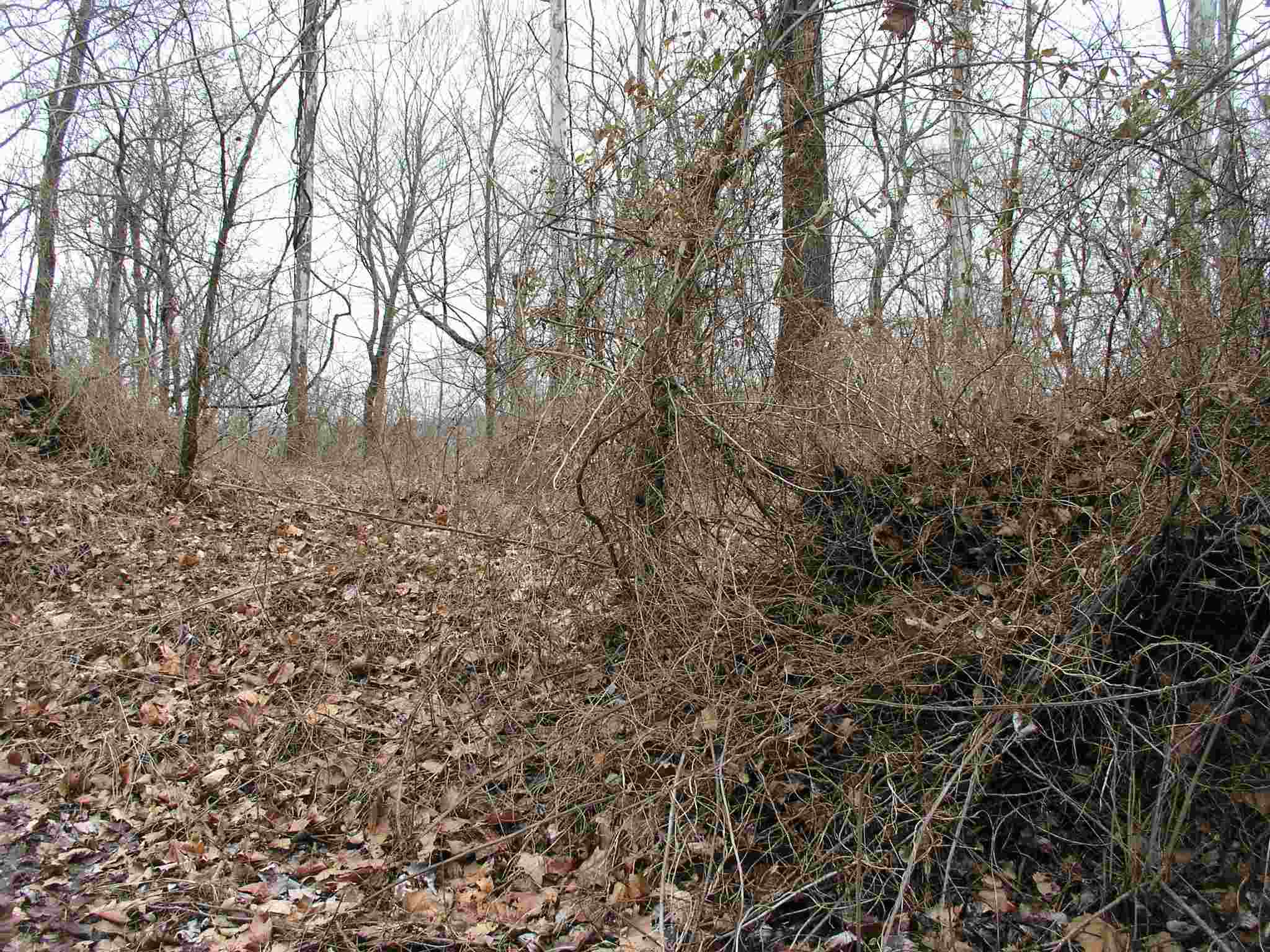 South Sandstone Road Williams, IN 47470 - Photo 5 of 6