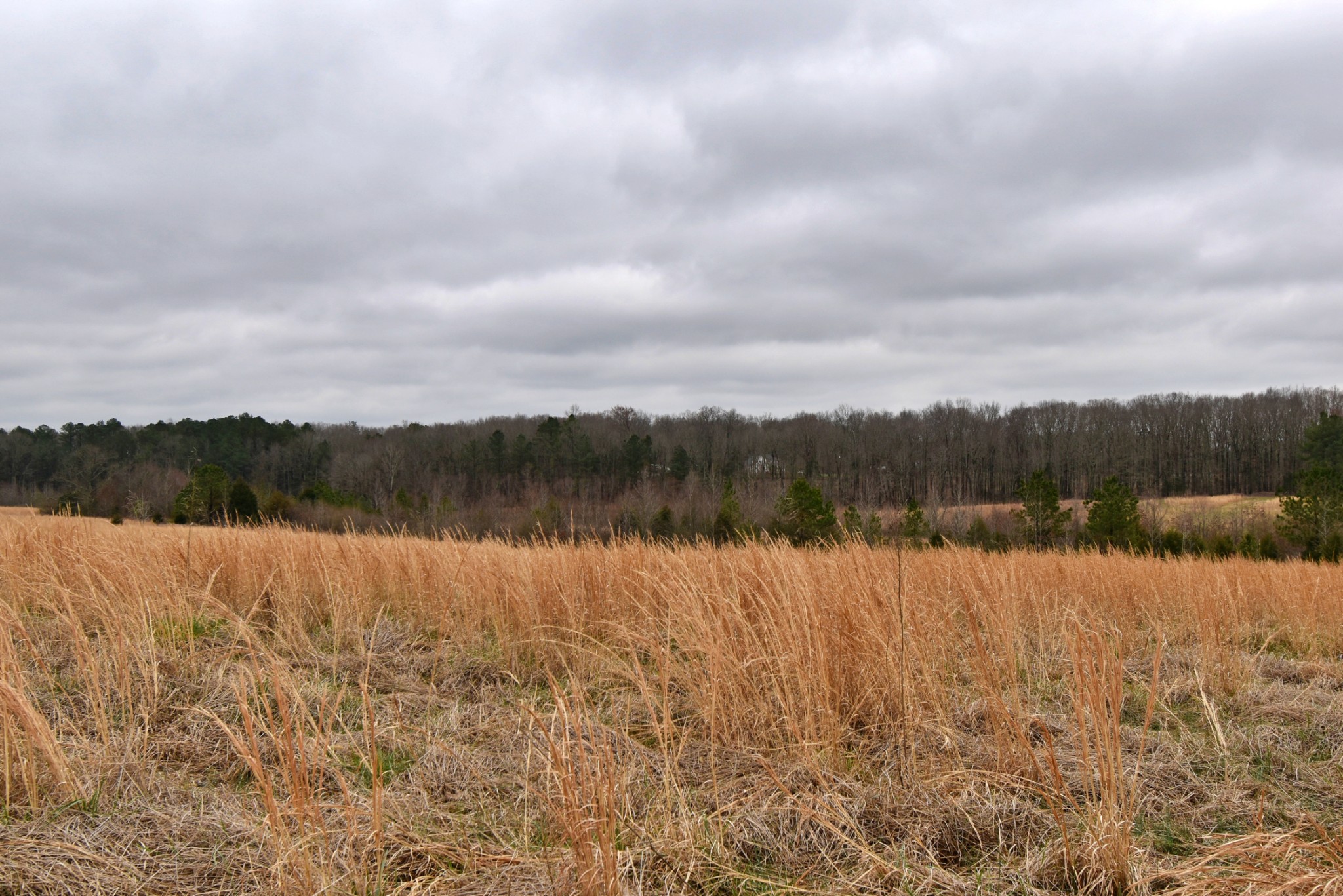 1705 McBride Cemetery Road Sardis, TN 38371 - Photo 24 of 44