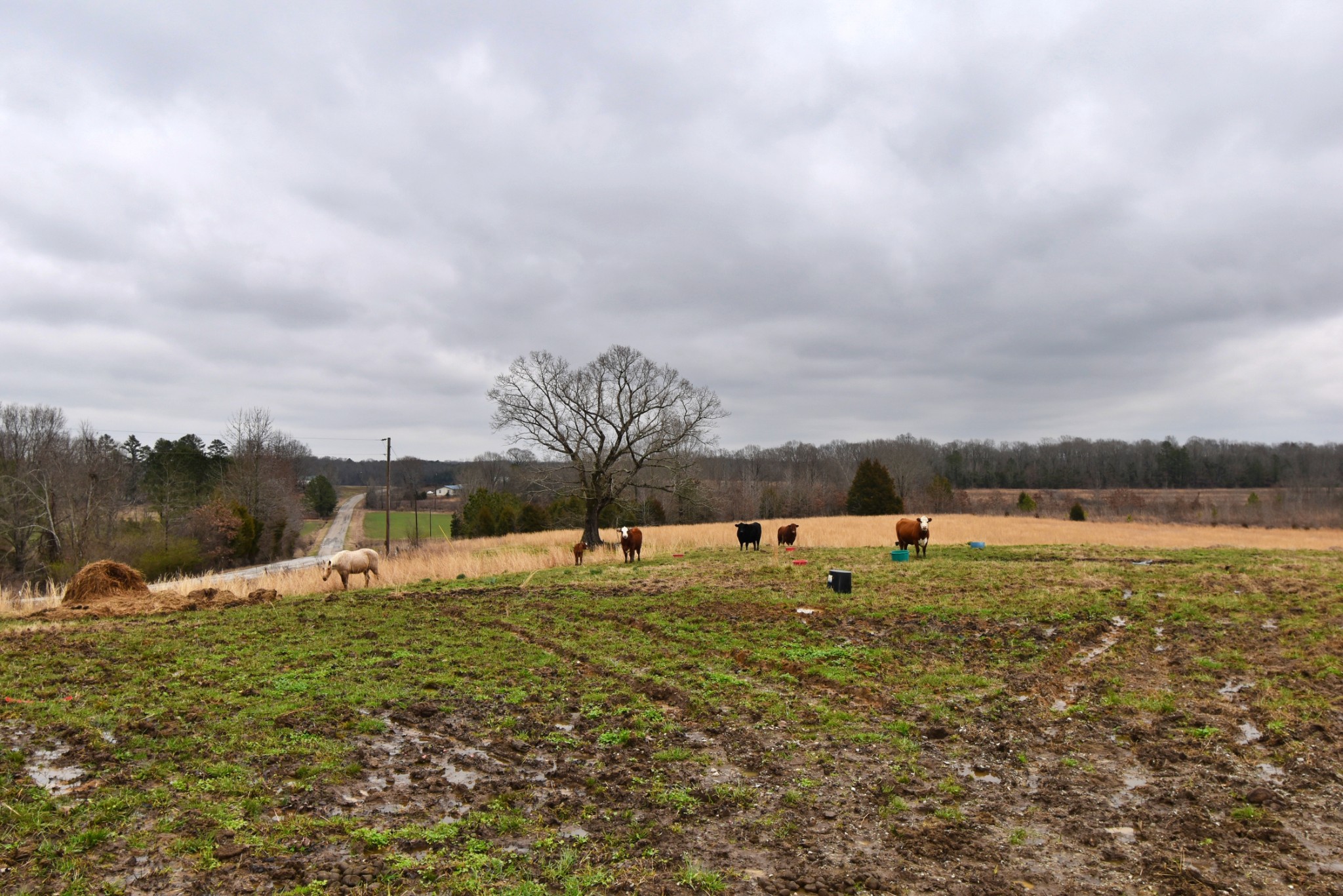 1705 McBride Cemetery Road Sardis, TN 38371 - Photo 28 of 44