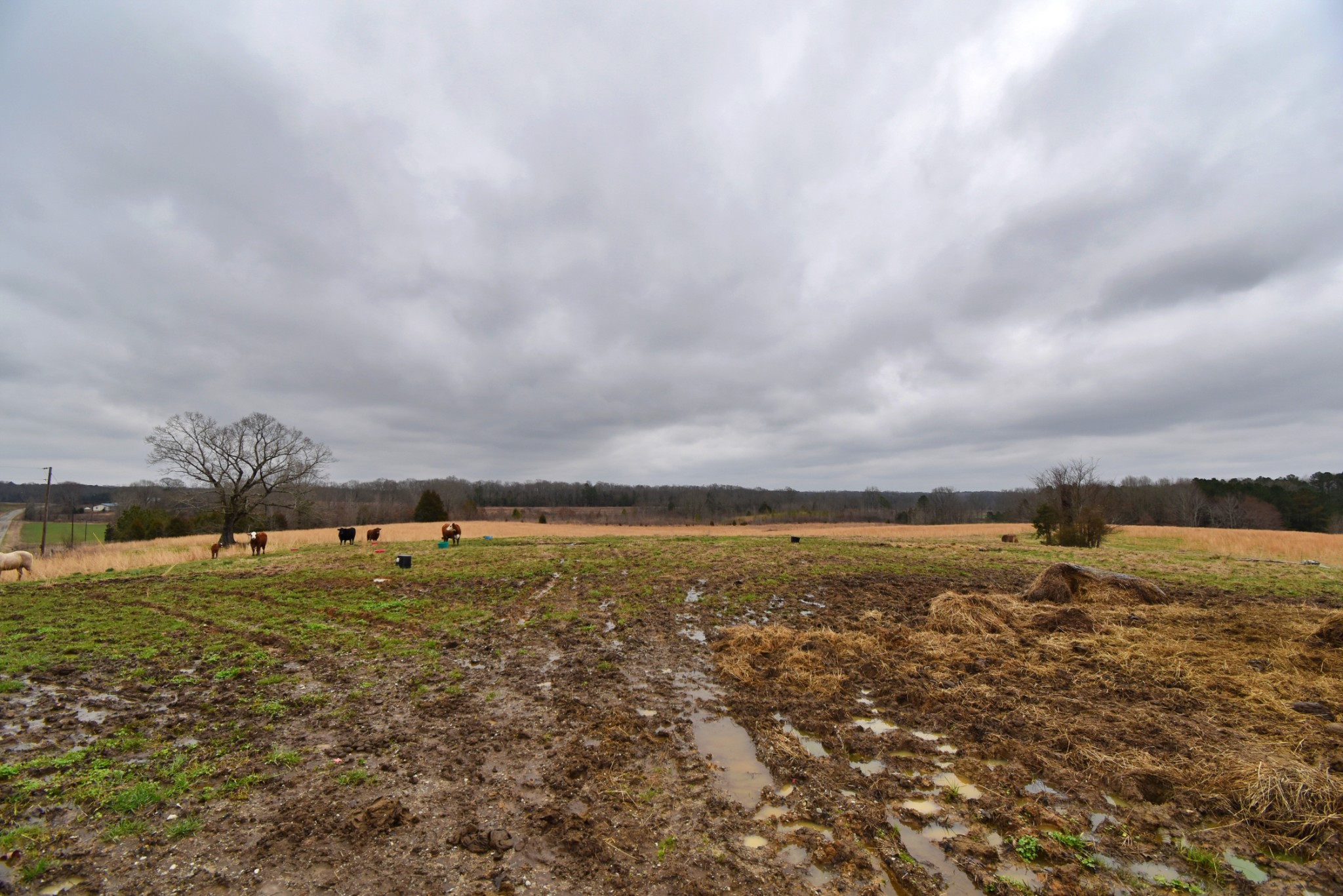 1705 McBride Cemetery Road Sardis, TN 38371 - Photo 29 of 44