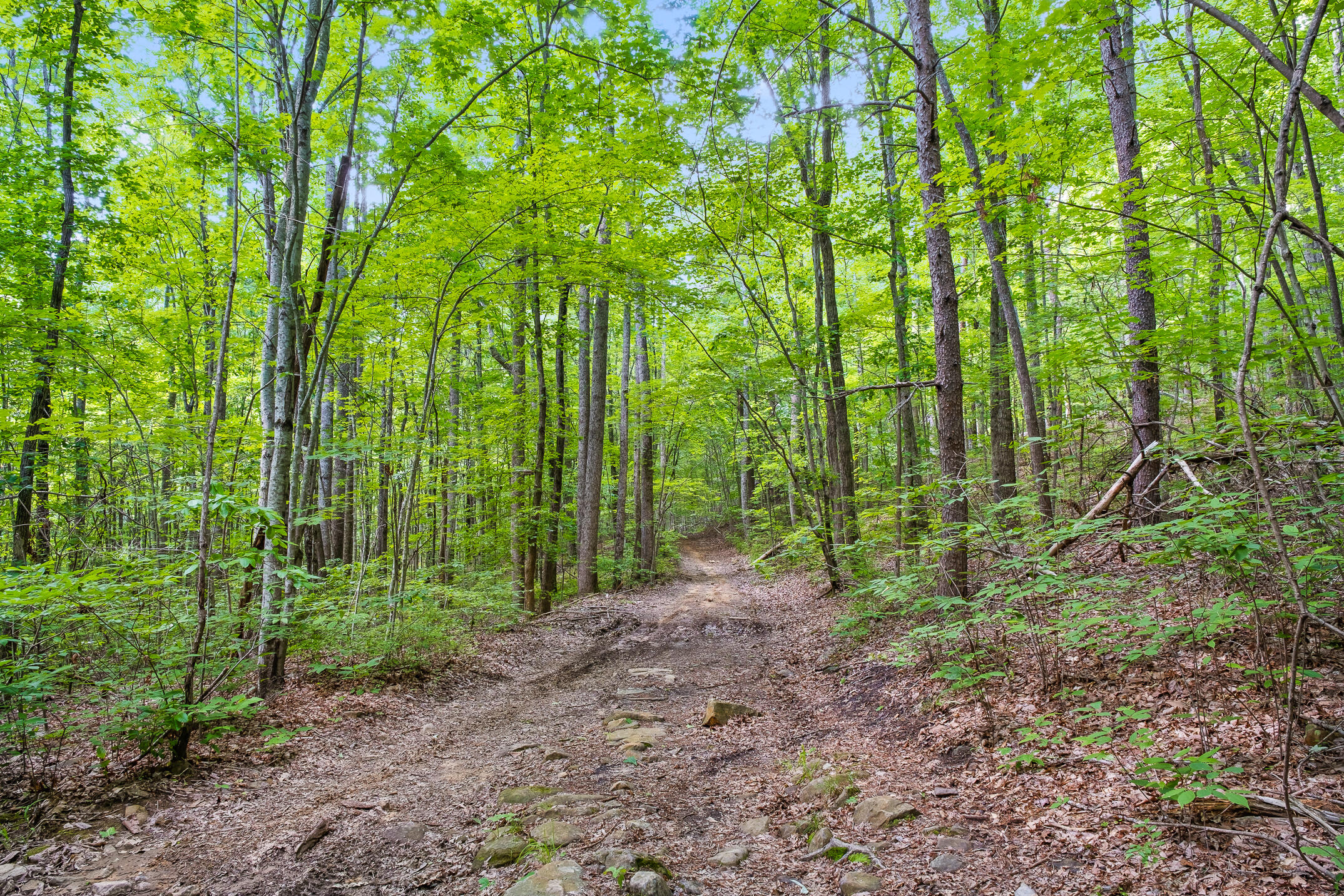 0 Hassler Road, Unit TRACT 5 Signal Mountain, TN 37377 - Photo 66 of 93 Existing Trails