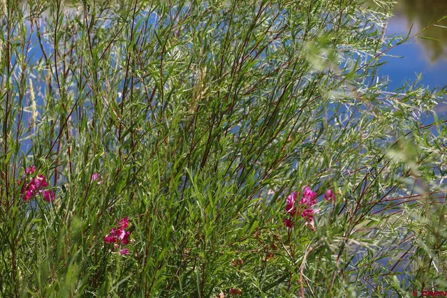 a view of a garden with sitting area