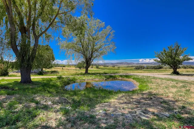 a view of yard with tree s