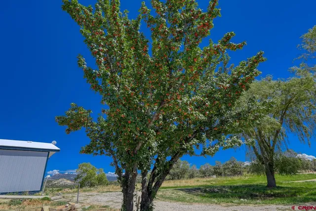 a view of a field with an trees