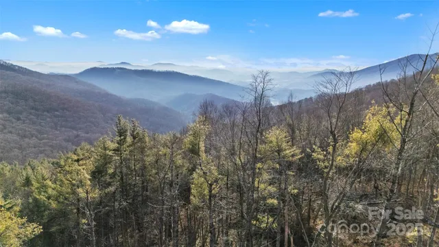 a close up of a plant