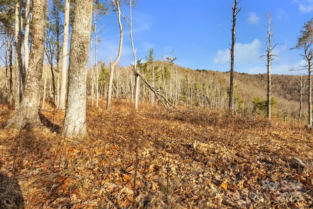 a view of a forest filled with trees