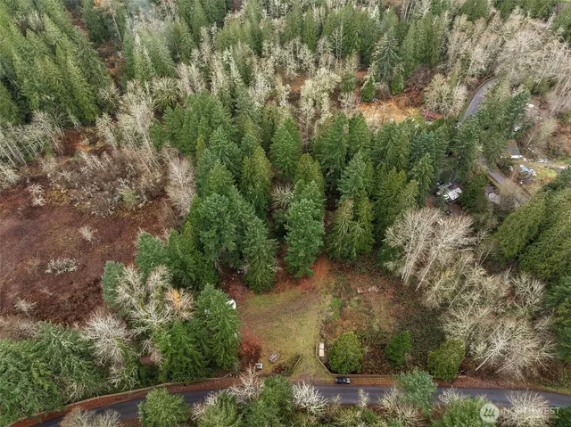 a view of a tree in a forest