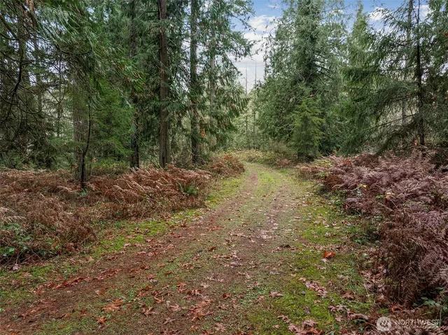 a view of a yard with a tree