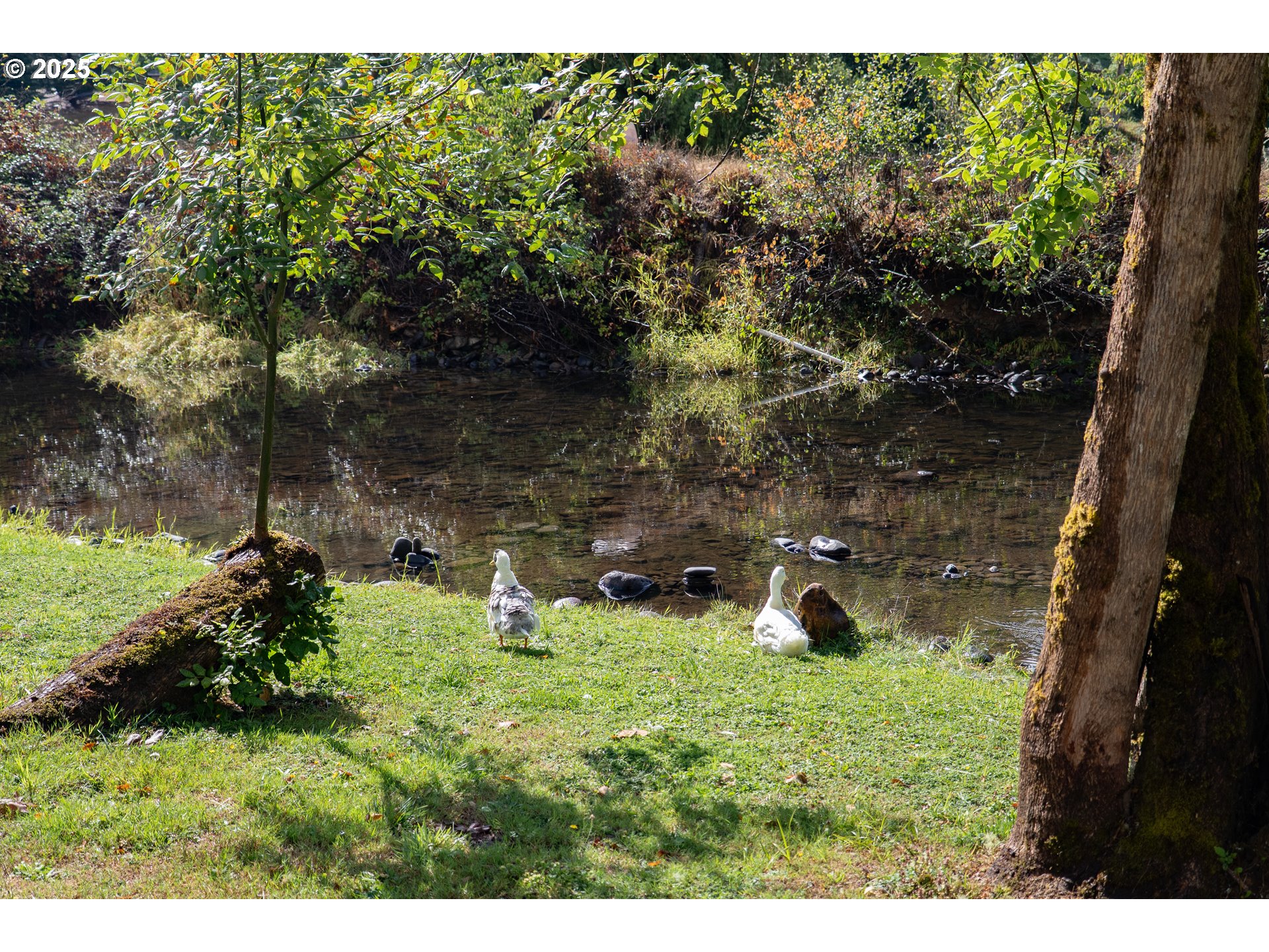 39582 Little Fall Creek Road Fall Creek, OR 97438 - Photo 41 of 44 a backyard of a house with lots of green space