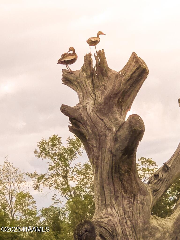 1430 Sheldon Road Rayne, LA 70578 - Photo 31 of 34 1430 Sheldon-31