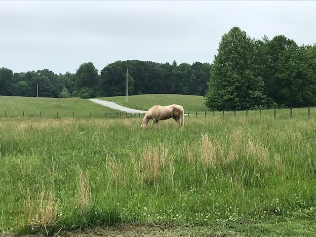 0 Hope Hill Road Milan, TN 38358 - Photo 1 of 1 Photo 1