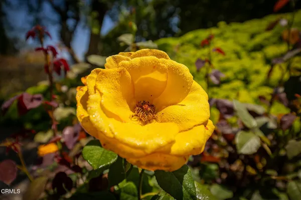 a view of a flower in a garden