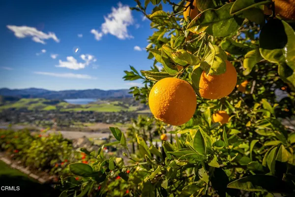 a view of a pathway both side of grassy field with shrub