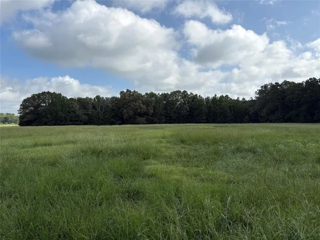 a view of a forest with trees in the background