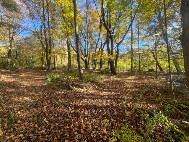 a backyard of apartments with large trees