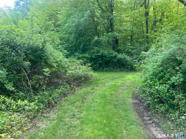 a view of a lush green forest
