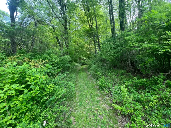 a view of a lush green forest