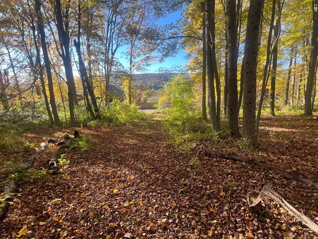 a view of backyard with tree