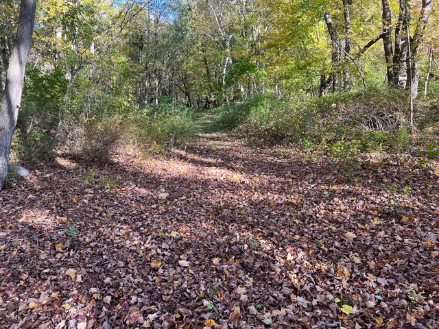 a view of a yard with plants and large trees