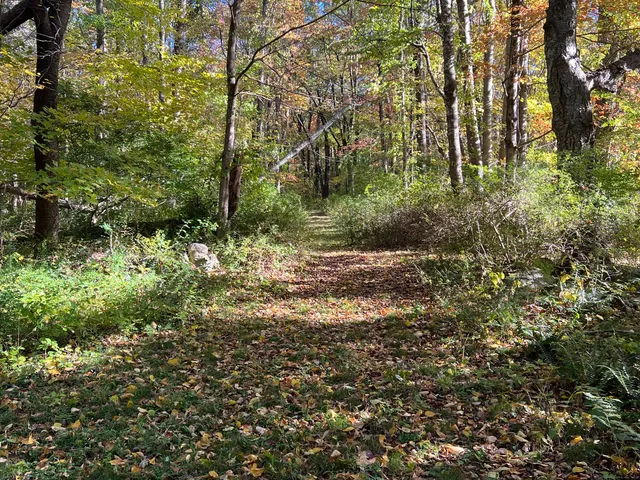 a view of a yard with plants and large trees
