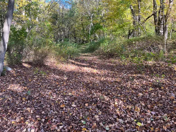 a view of a yard with plants and large trees