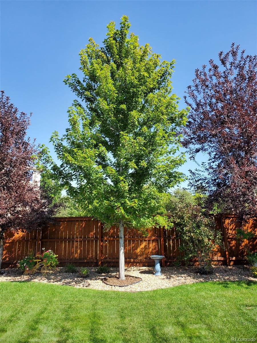 20040 East Doane Drive Aurora, CO 80013 - Photo 21 of 28 a view of a backyard with a garden