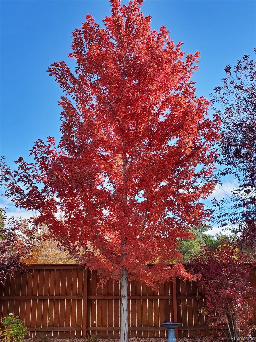 20040 East Doane Drive Aurora, CO 80013 - Photo 22 of 28 a backyard of a house with lots of green space