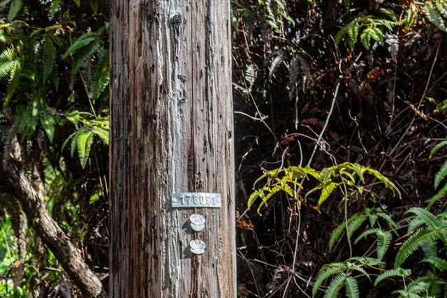 a picture of a plant