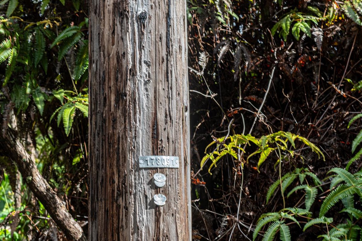 654 7th Street Volcano, HI 96785 - Photo 9 of 12 a picture of a plant